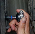 KIN2745-CHICHARRA-PALMA-2